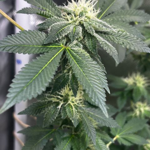 Critical Kush growlog timeline photo