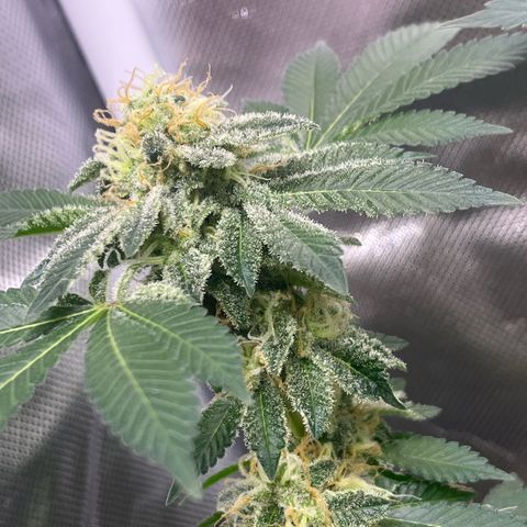 Critical Kush growlog timeline photo