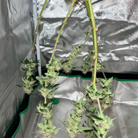 Critical Kush growlog photo: Ein Teil der Blüten