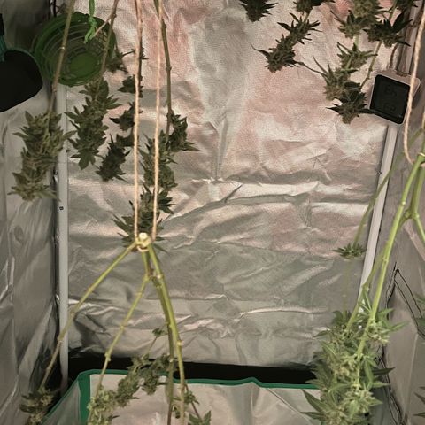 Critical Kush growlog photo: Ein Teil der Blüten