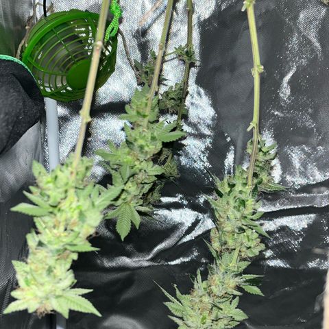 Critical Kush growlog photo: Ein Teil der Blüten