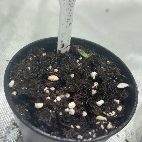 Pink Runtz Auto growlog timeline photo