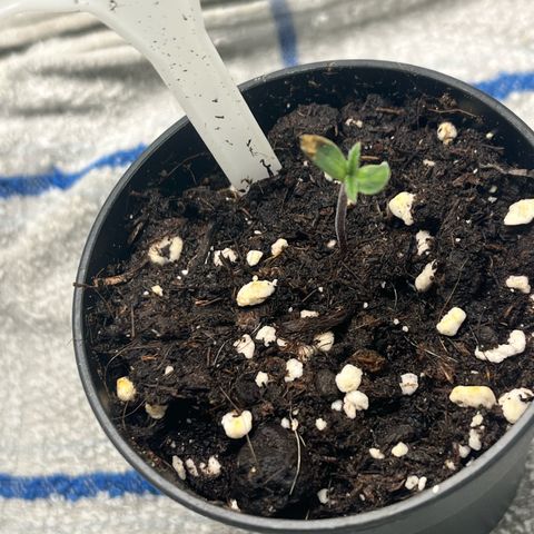 Pink Runtz Auto growlog timeline photo