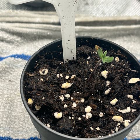 Pink Runtz Auto growlog timeline photo
