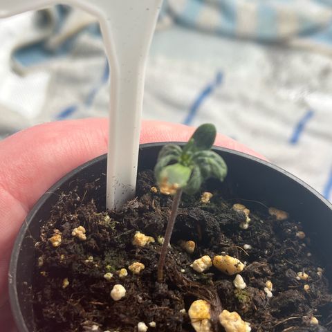 Pink Runtz Auto growlog timeline photo