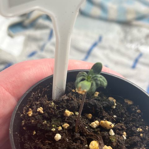 Pink Runtz Auto growlog timeline photo