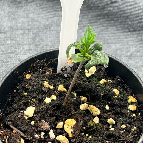Pink Runtz Auto growlog timeline photo