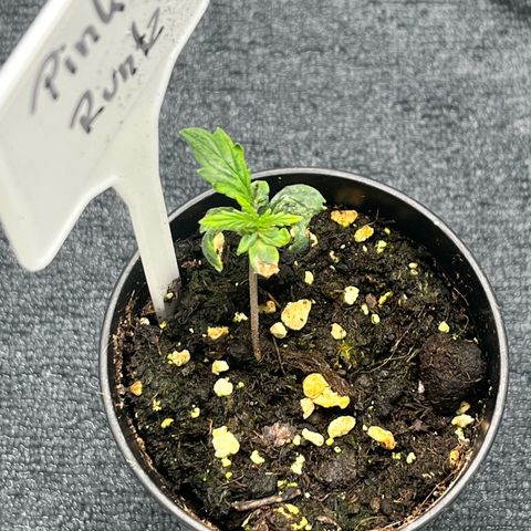 Pink Runtz Auto growlog timeline photo