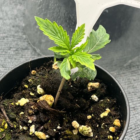 Pink Runtz Auto growlog timeline photo