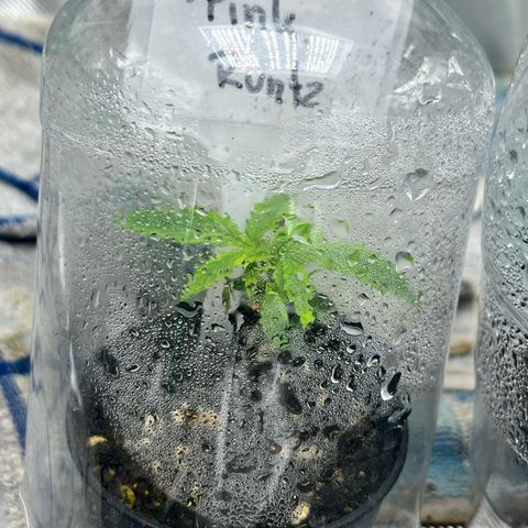 Pink Runtz Auto growlog timeline photo
