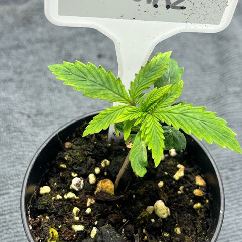 Pink Runtz Auto growlog timeline photo