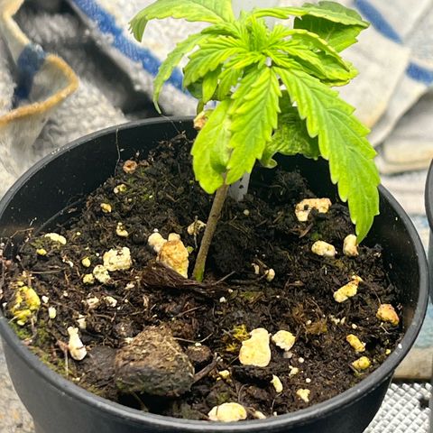 Pink Runtz Auto growlog timeline photo