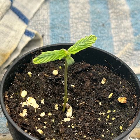 Pink Runtz Auto growlog timeline photo