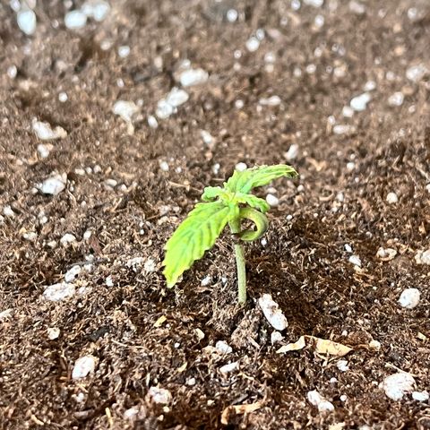 Pink Runtz Auto growlog timeline photo
