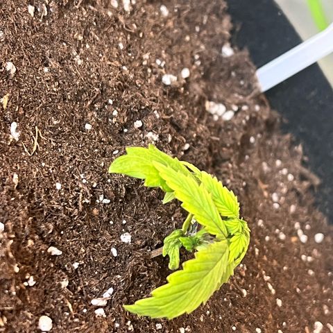 Pink Runtz Auto growlog timeline photo