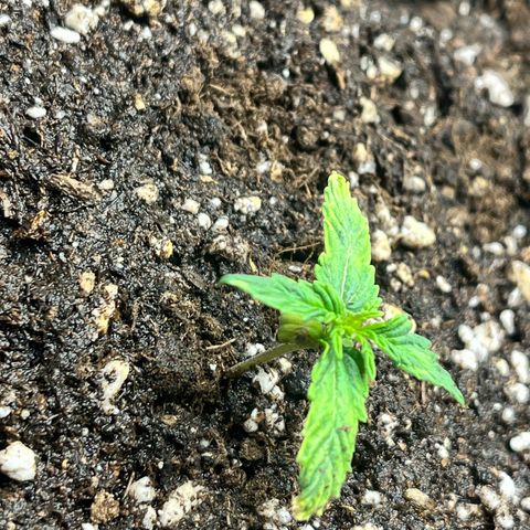 Pink Runtz Auto growlog timeline photo