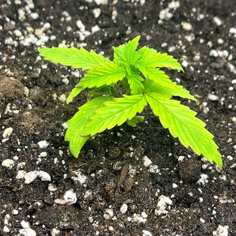 Pink Runtz Auto growlog timeline photo