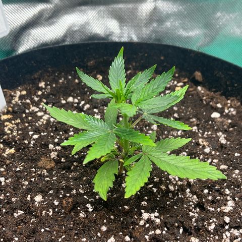 Pink Runtz Auto growlog timeline photo