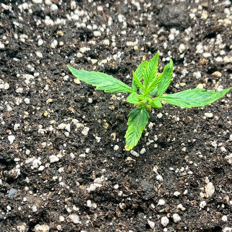 Pink Runtz Auto growlog timeline photo