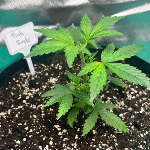 Pink Runtz Auto growlog timeline photo