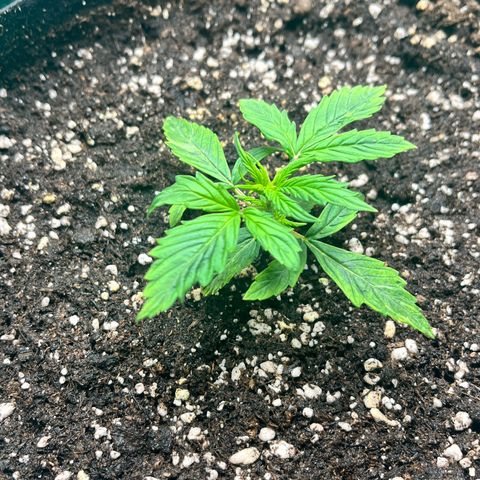 Pink Runtz Auto growlog timeline photo