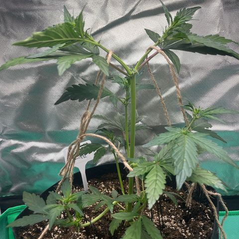 Pink Runtz Auto growlog timeline photo