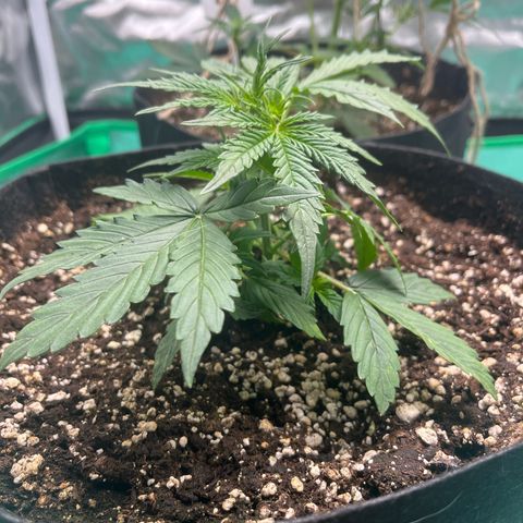 Pink Runtz Auto growlog timeline photo