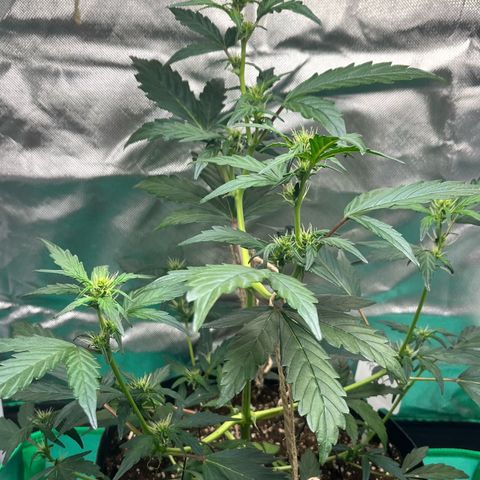 Pink Runtz Auto growlog timeline photo