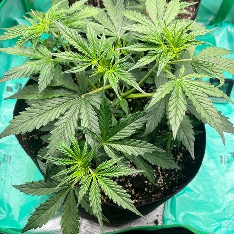 Pink Runtz Auto growlog timeline photo