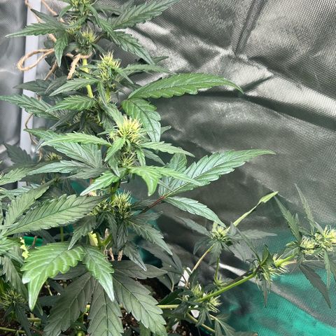Pink Runtz Auto growlog timeline photo