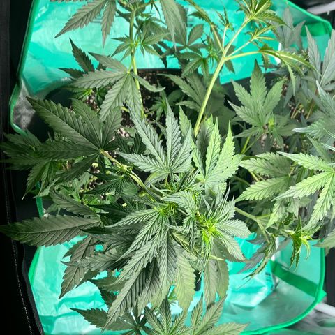 Pink Runtz Auto growlog timeline photo