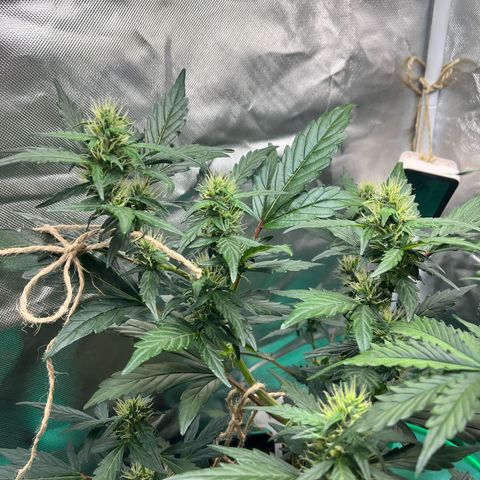 Pink Runtz Auto growlog timeline photo