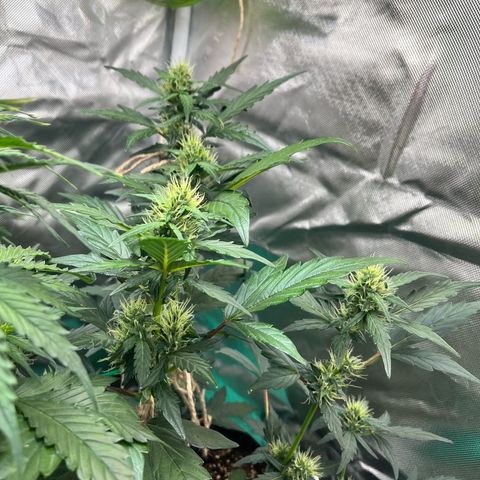 Pink Runtz Auto growlog timeline photo