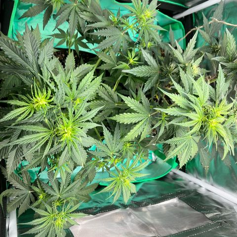 Pink Runtz Auto growlog timeline photo