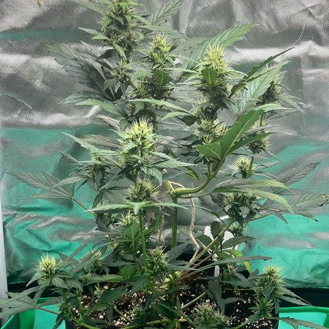 Pink Runtz Auto growlog timeline photo