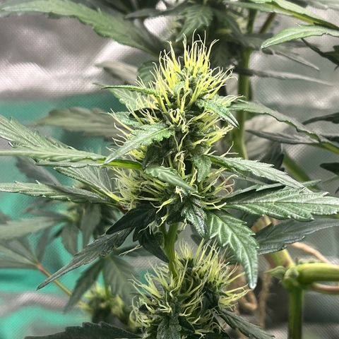 Pink Runtz Auto growlog timeline photo