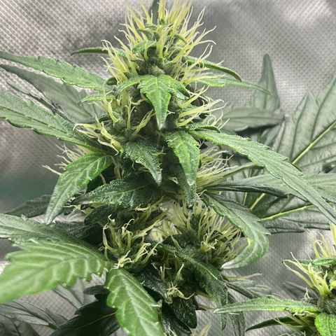 Pink Runtz Auto growlog timeline photo