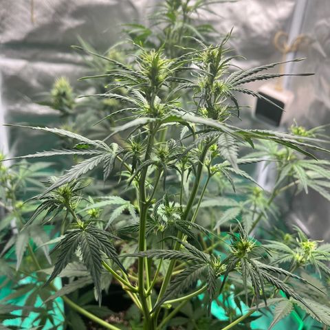 Pink Runtz Auto growlog timeline photo