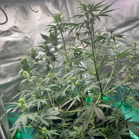 Pink Runtz Auto growlog timeline photo