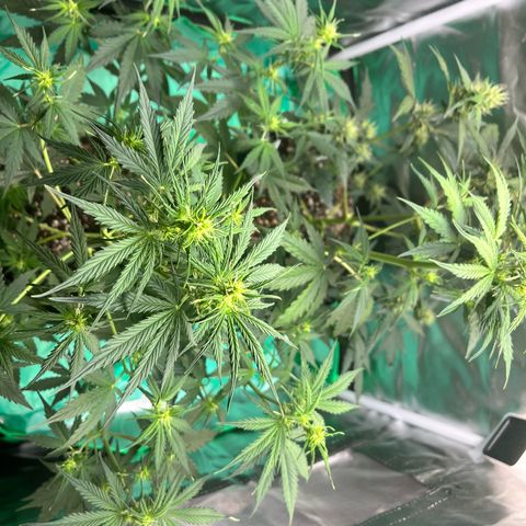 Pink Runtz Auto growlog timeline photo