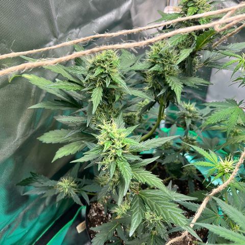 Pink Runtz Auto growlog timeline photo