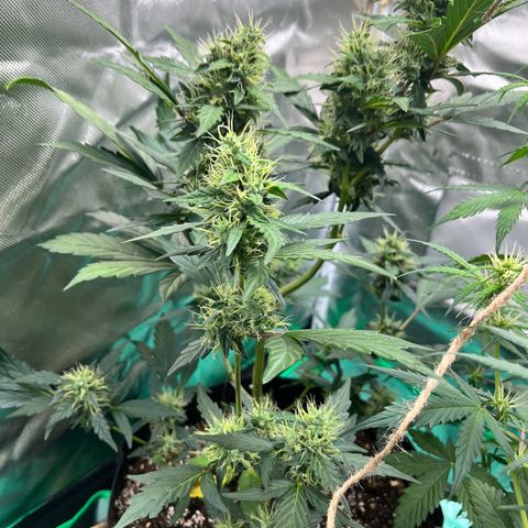 Pink Runtz Auto growlog timeline photo