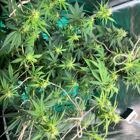 Pink Runtz Auto growlog timeline photo
