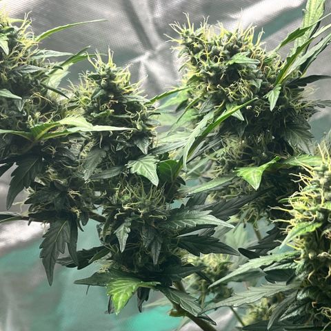 Pink Runtz Auto growlog timeline photo