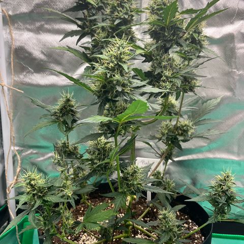 Pink Runtz Auto growlog timeline photo