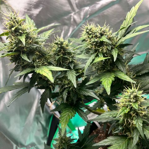 Pink Runtz Auto growlog timeline photo