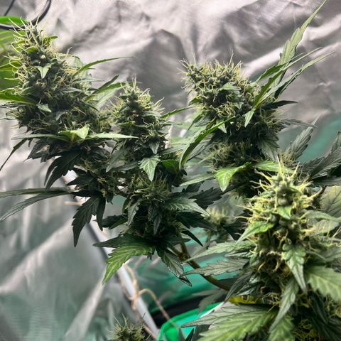 Pink Runtz Auto growlog timeline photo