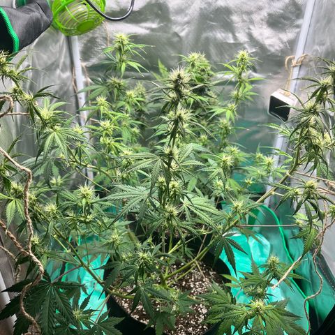 Pink Runtz Auto growlog timeline photo