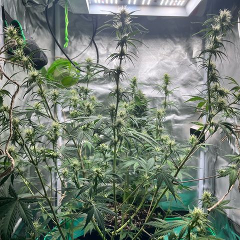 Pink Runtz Auto growlog timeline photo