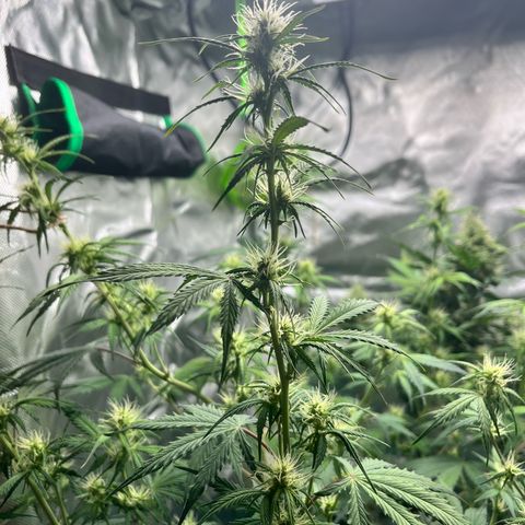 Pink Runtz Auto growlog timeline photo
